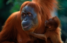 AFFECTIONATE;ASIA;BABIES;ENDANGERED;FAMILIES;FEMALES;GREAT_APES;HORIZONTAL;INDON